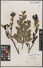 Foto von Salix borealis Fr. x Salix myrsinites L.